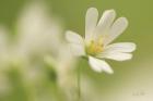 Stellaria Holostea