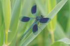 Damselfly in Blue