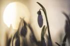 Backlit Snowdrop