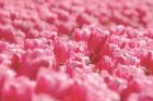 Pink Field