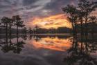 Sunrise in the Swamps