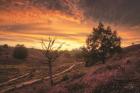 Dead Tree at Sunset