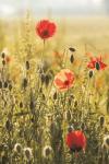 Poppy Field II