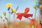 Summer Flowers