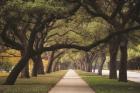 Alley of Live Oaks