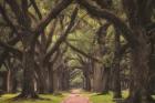 Lane of Oaks