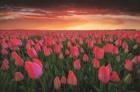 Tulip Field Sunset