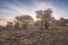 Spring Bushes at Sunrise