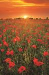 Poppies at Sunset