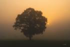 Solitary Oak