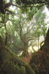 Tree Love