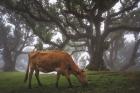 Cow in the Fog