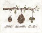 Pinecone Acorn Study