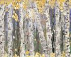 Yellow Leaf Birch Trees