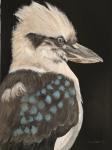 Kookaburra