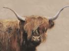 Highland Cow