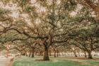 Low Country Oaks II