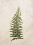 Vintage Fern I