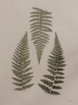 Light Fern Study I