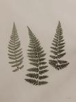 Light Fern Study II