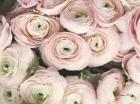 Soft Pink Ranunculus