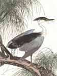 Perched Heron