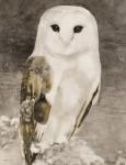 Snowy Owl 1