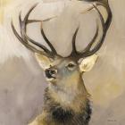 Elk Study 1