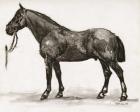 Horse Study 4