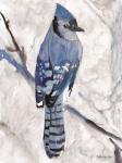 Blue Jay 1