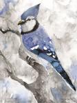 Blue Jay 2