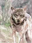 Pacific Coast Wildlife 1