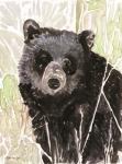 Pacific Coast Wildlife 4