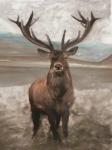 Grand Elk 1