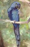 Blue Parrot 2