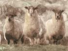 Three Sheep