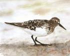 Sandpiper 1