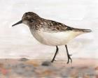 Sandpiper 2