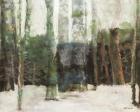 Winter Forest