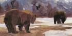 Montana Bears