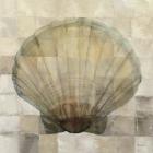 Scallop Shell