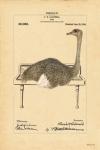 Ostrich in Sink