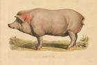 Domestic Pig