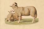 Domestic Sheep