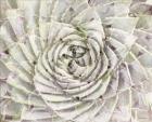Succulent Macro