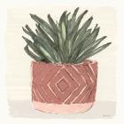 Agave 2