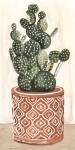 Cactus in Pot 1