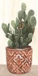 Cactus in Pot 2