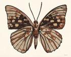 Papillon 1