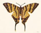 Papillon 2